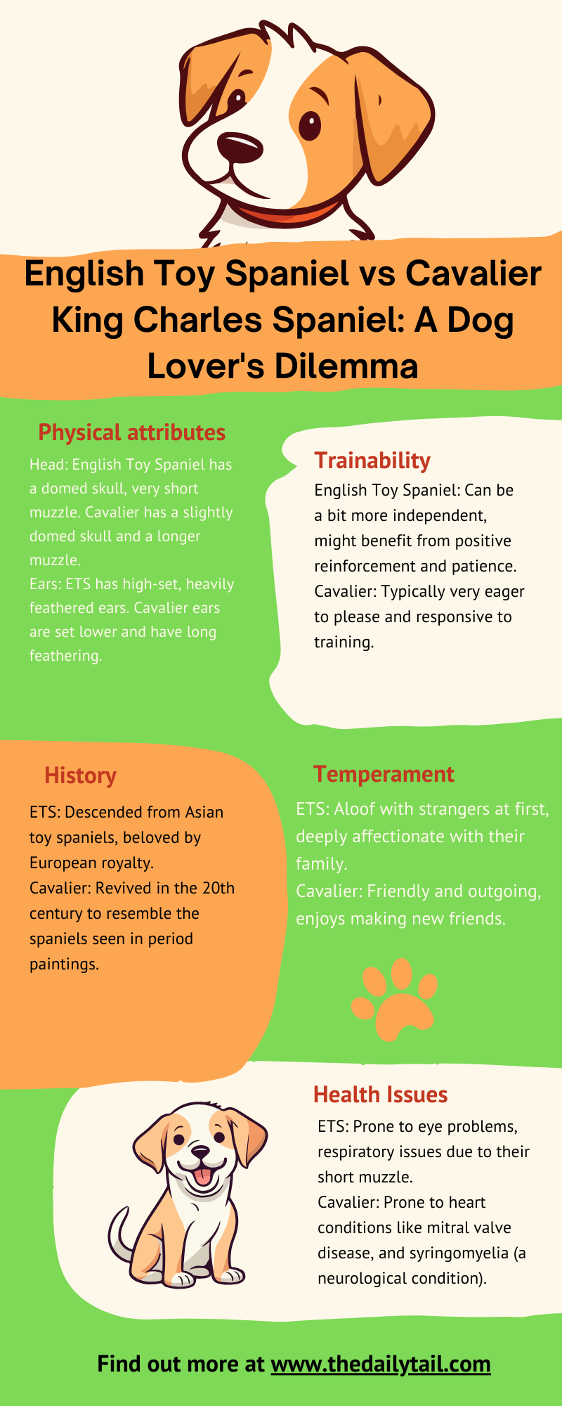 English Toy Spaniel vs Cavalier King Charles Spaniel infographic