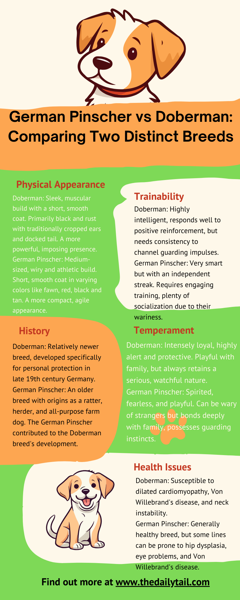 German Pinscher vs Doberman infographic