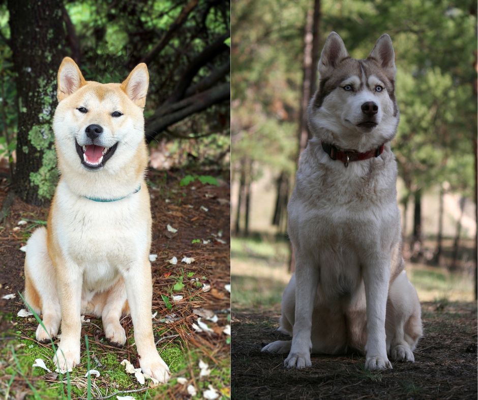 akita inu vs siberian husky