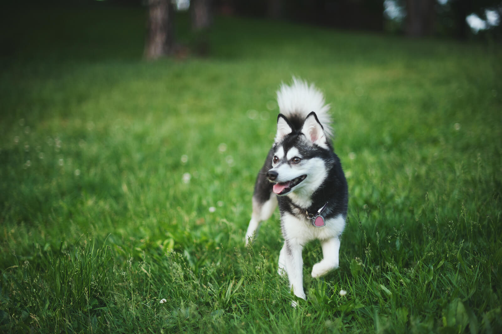 alaskan klee kai 2