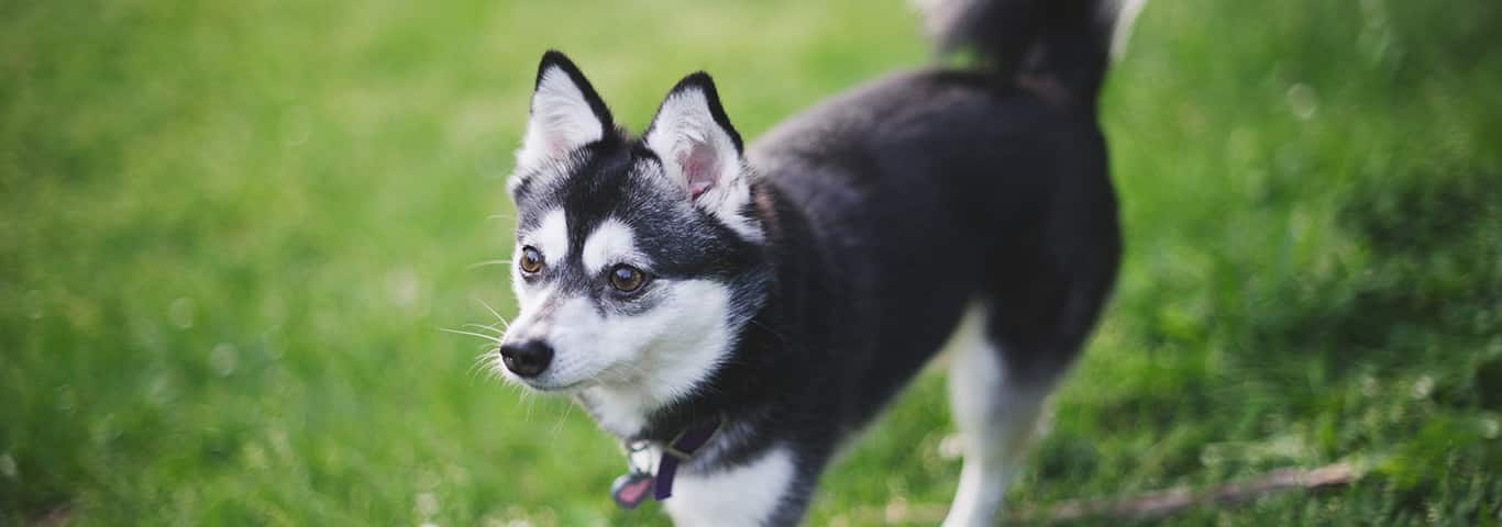 alaskan klee kai