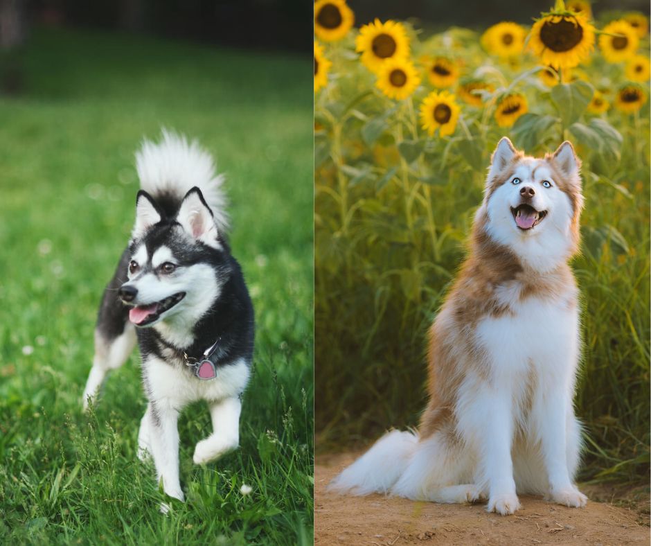 alaskan klee klai vs siberian husky