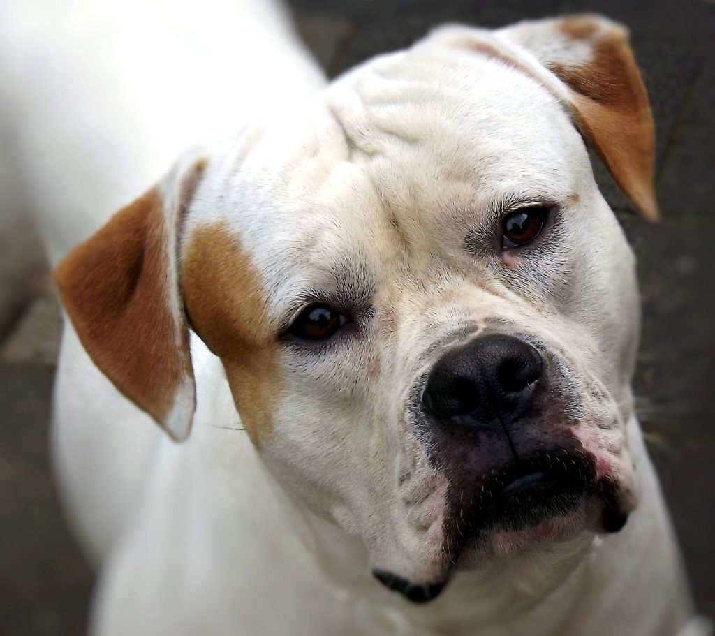 american bulldog 179677 1920