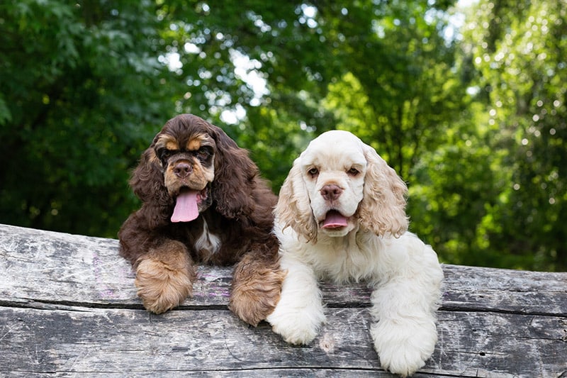 american cocker spaniel 2