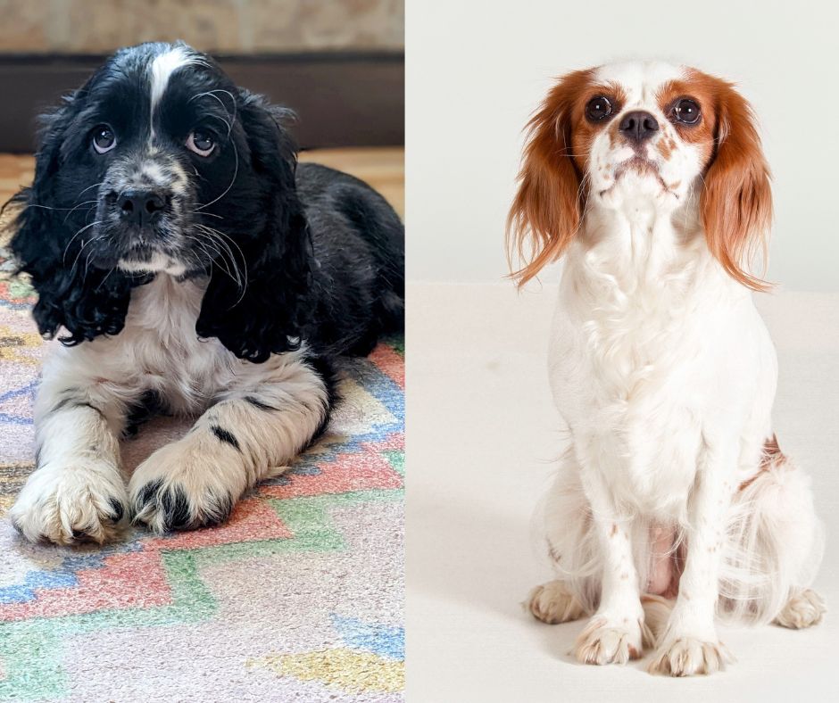 Collection 30+ Wallpapers american cocker spaniel vs king charles cavalier Completed Collection 30+ Wallpapers american cocker spaniel vs king charles cavalier Completed