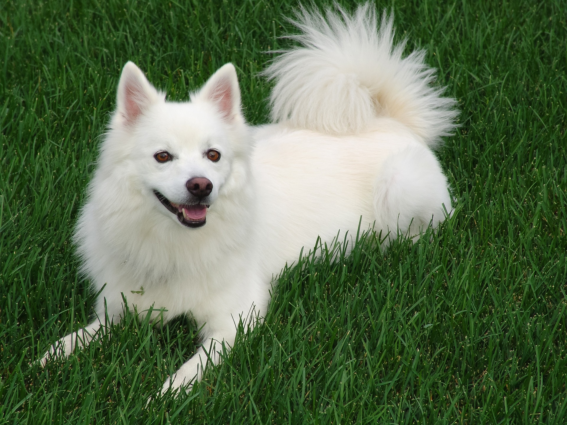 american eskimo 5753137 1920