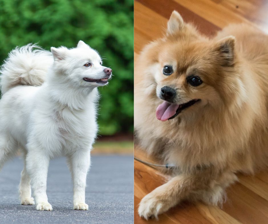 american eskimo vs pomeranian