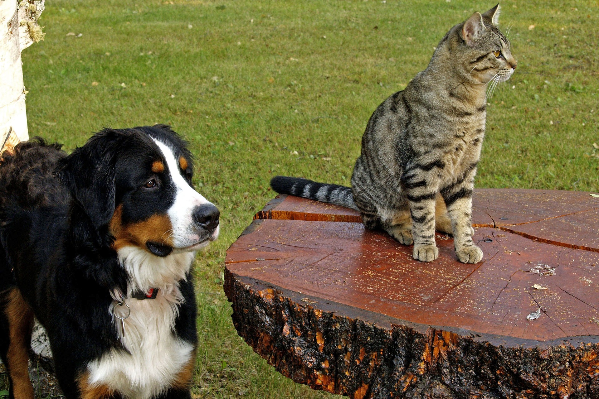 bernese mountain dog 111878 1920