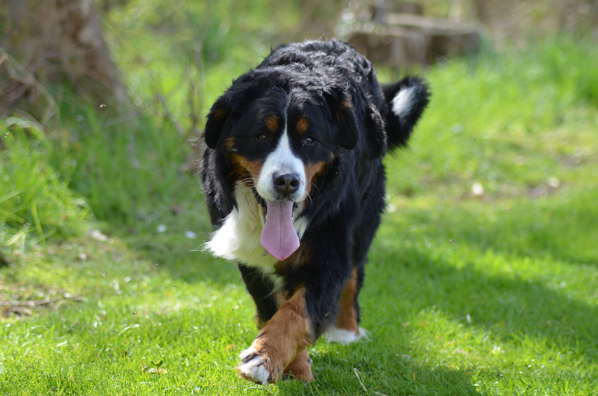 bernese mountain dog 4169837 1920