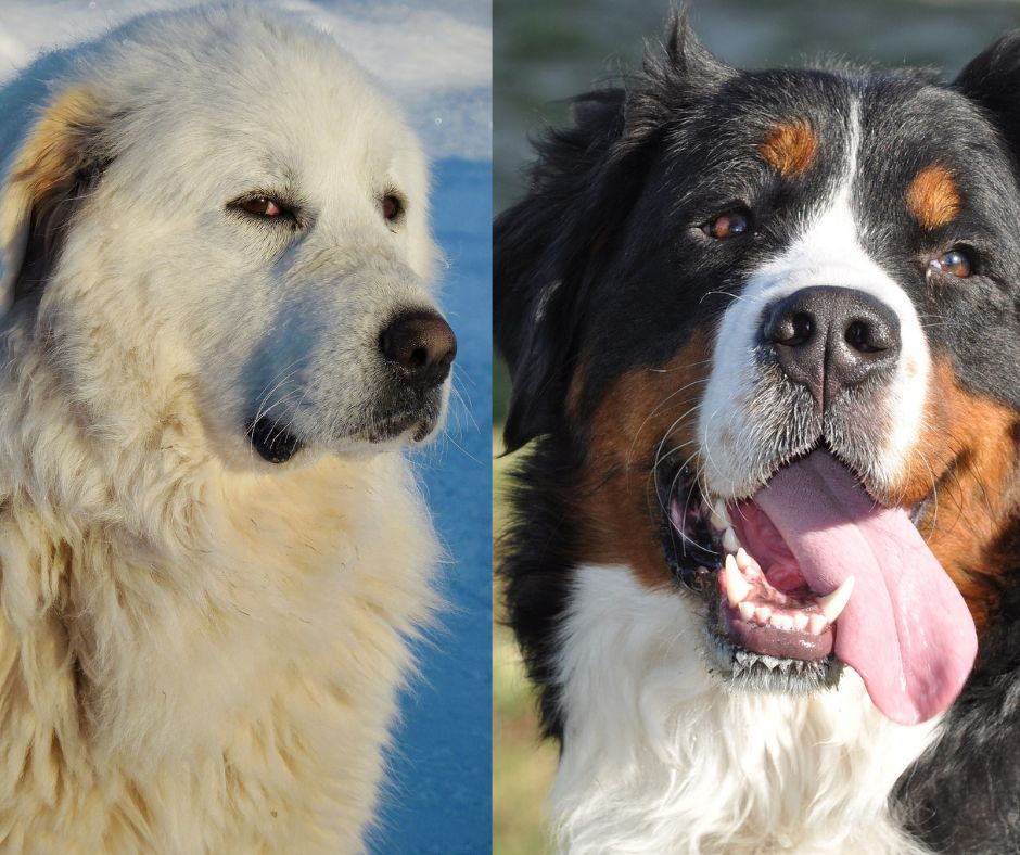 bernese mountain dog vs great pyrenees