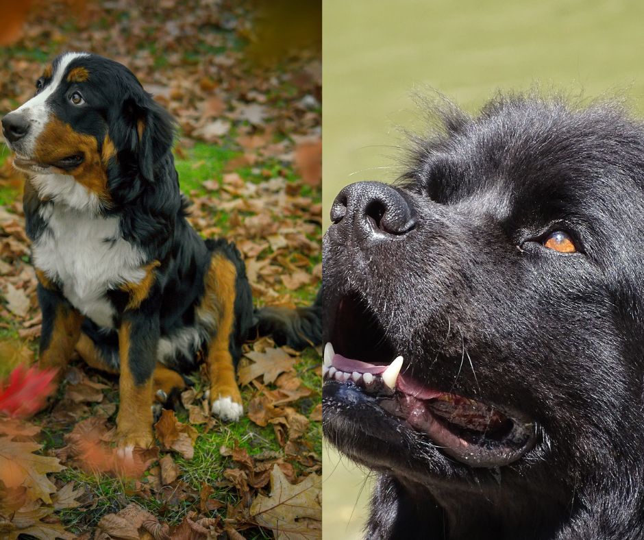bernese mountain dog vs newfoundland