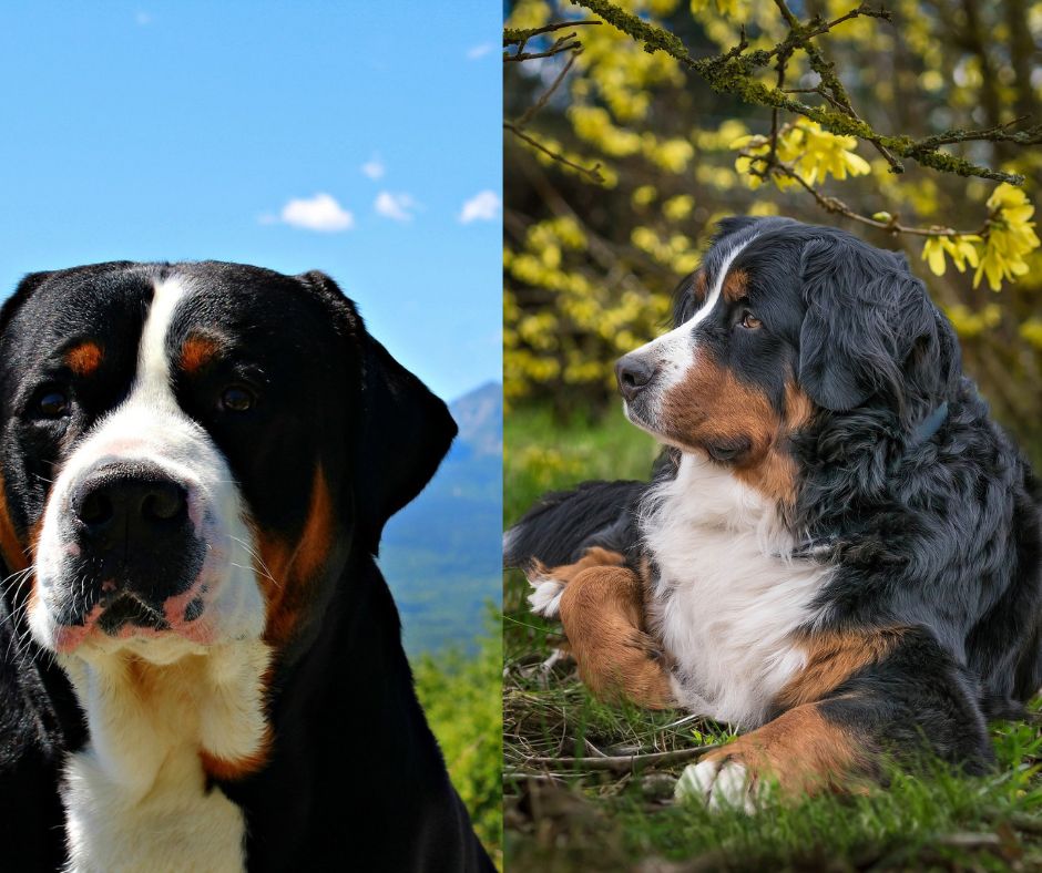 bernese mountain dog vs swiss mountain dog