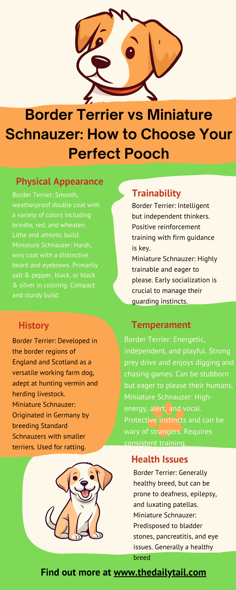 border terrier vs miniature schnauzer infographic