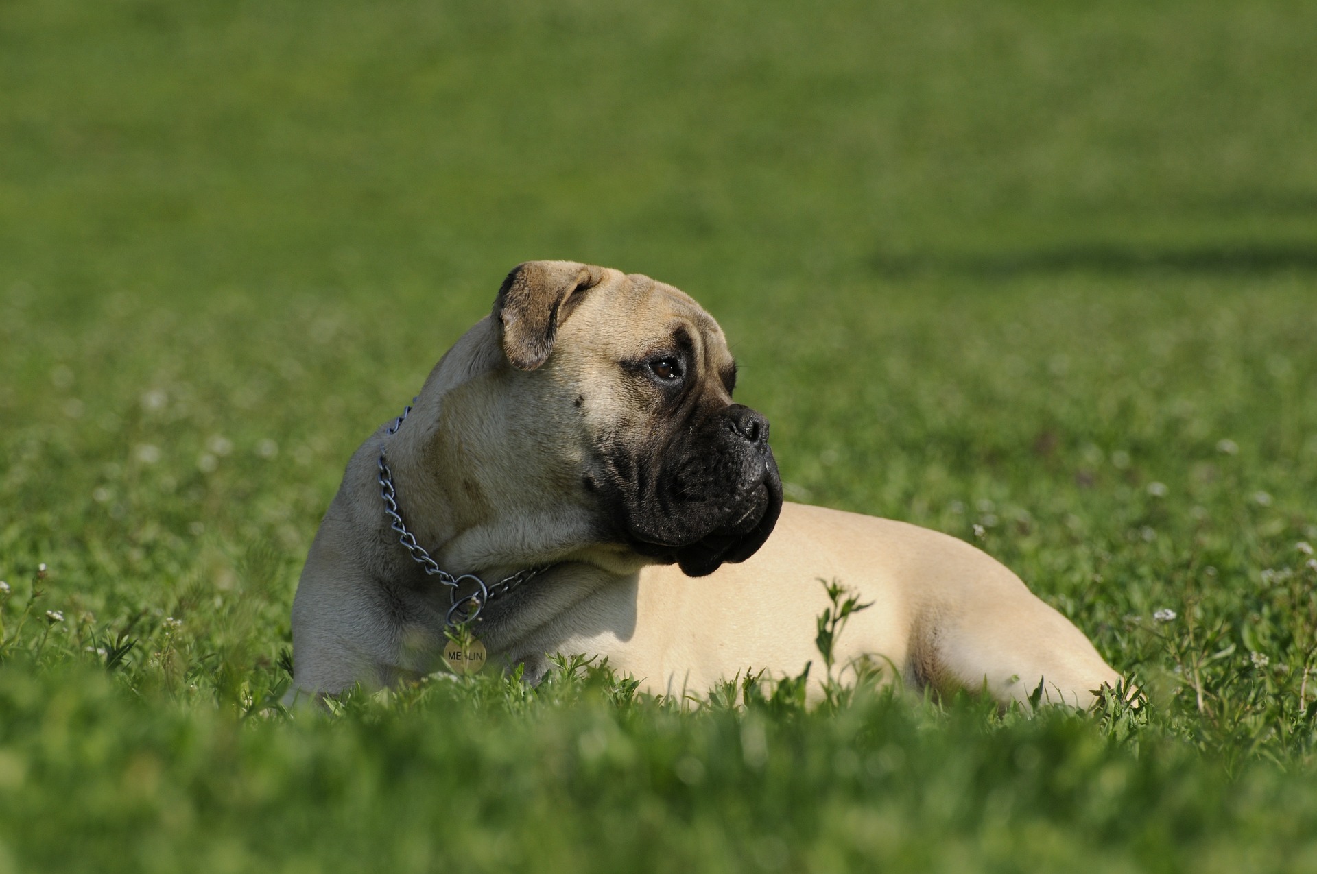 bullmastiff 2062811 1920