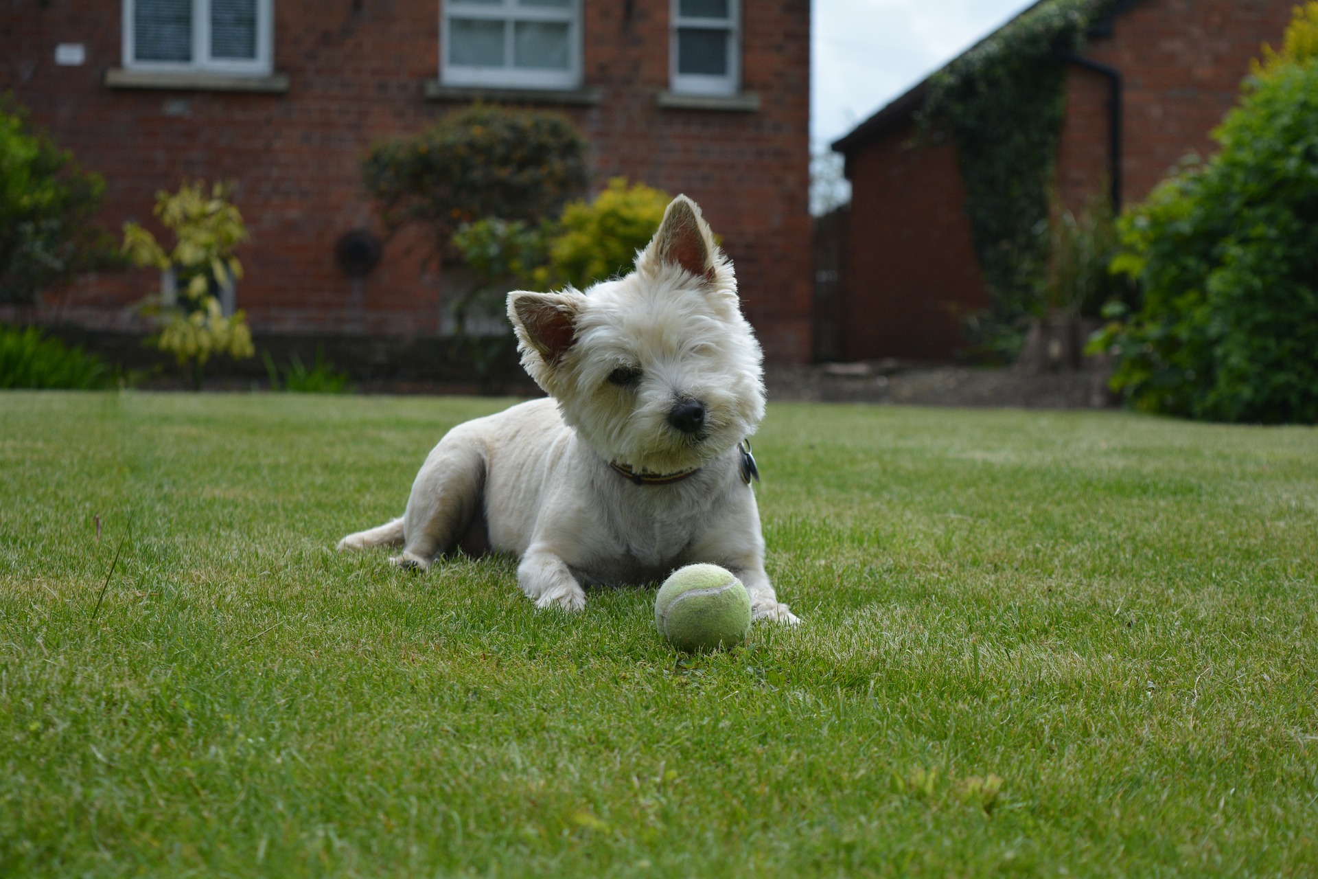 cairn terrier 4472147 1920