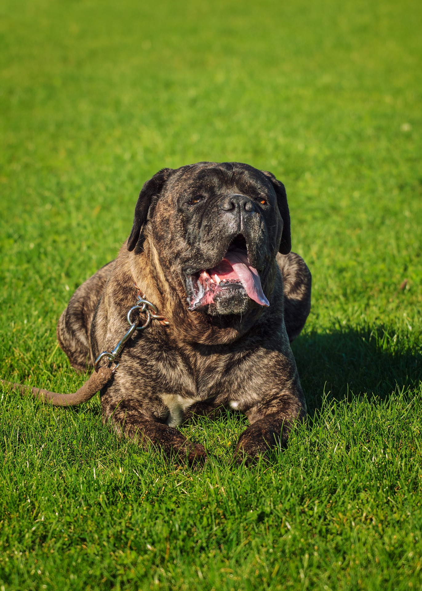 cane corso 1967699 1920