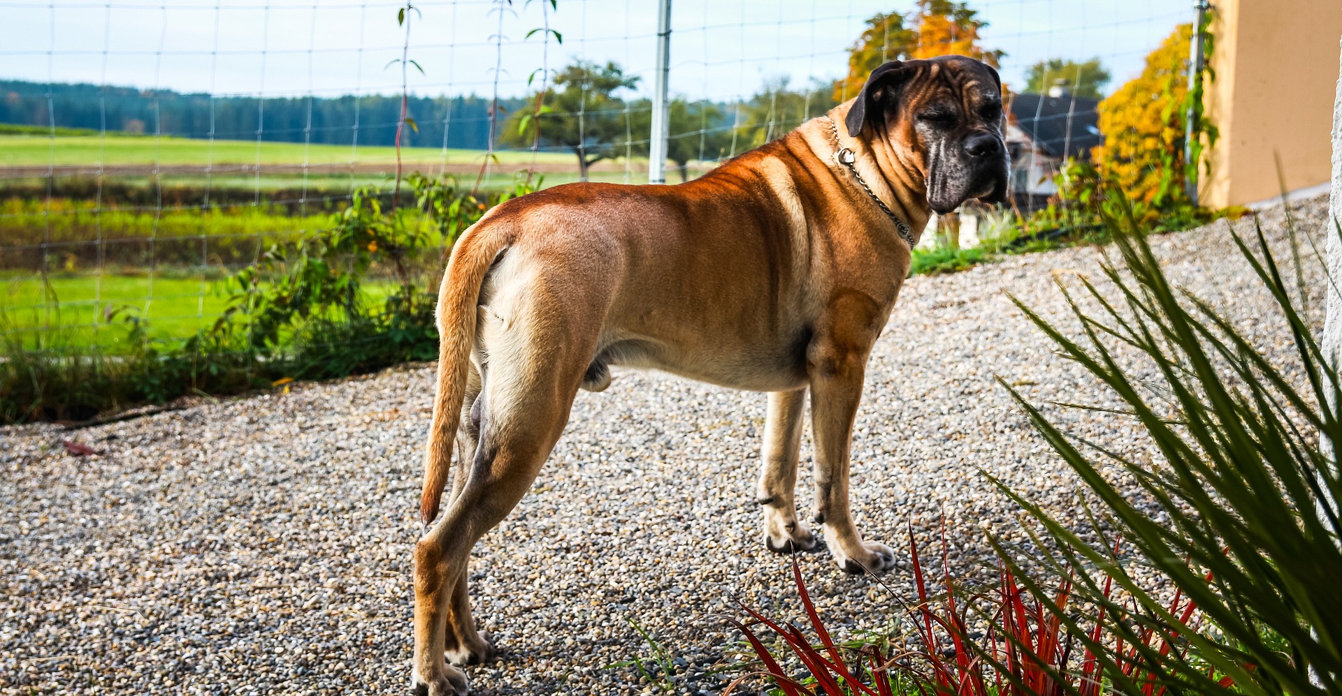 cane corso 7176603 1920 1