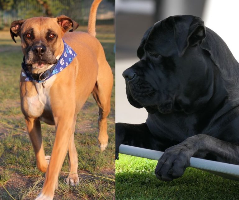 cane corso vs bullmastiff