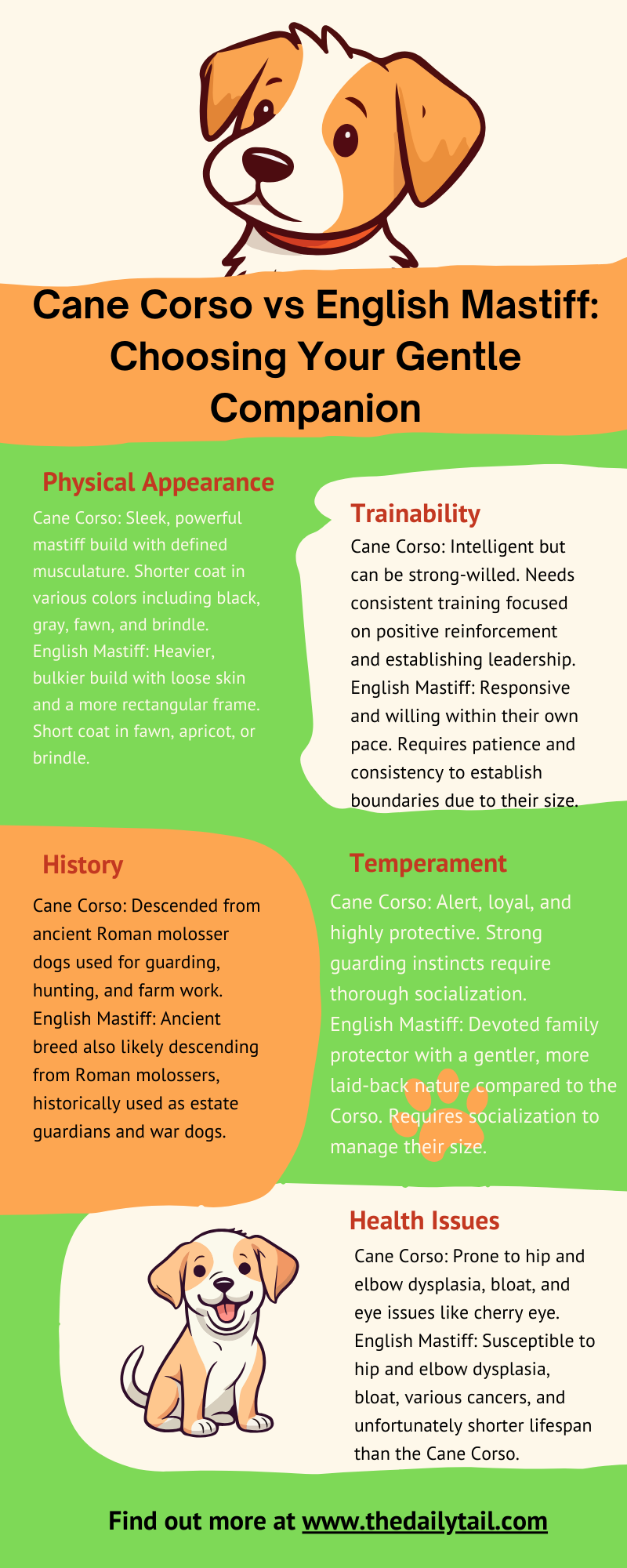 cane corso vs english mastiff infographic