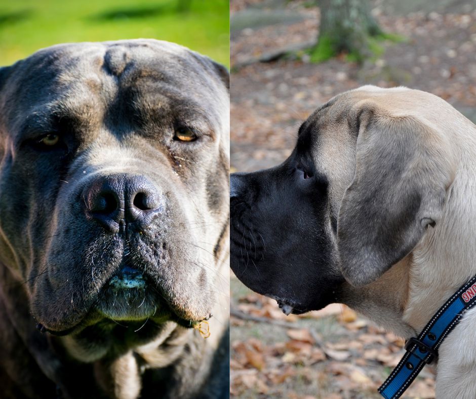 cane corso vs english mastiff