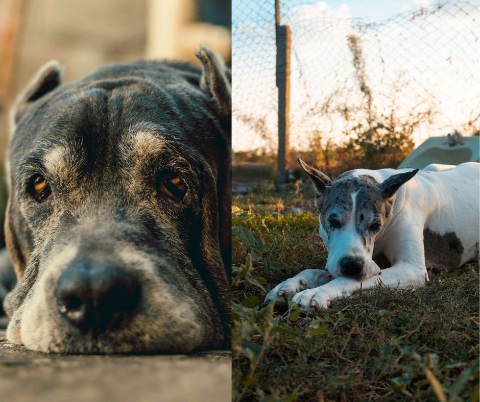 cane corso vs great dane