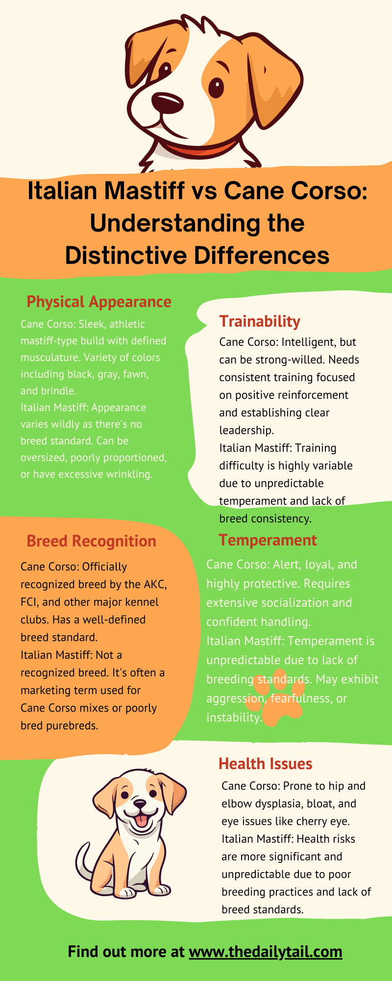 cane corso vs italian mastiff infographic