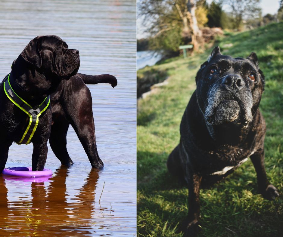 cane corso vs italian mastiff