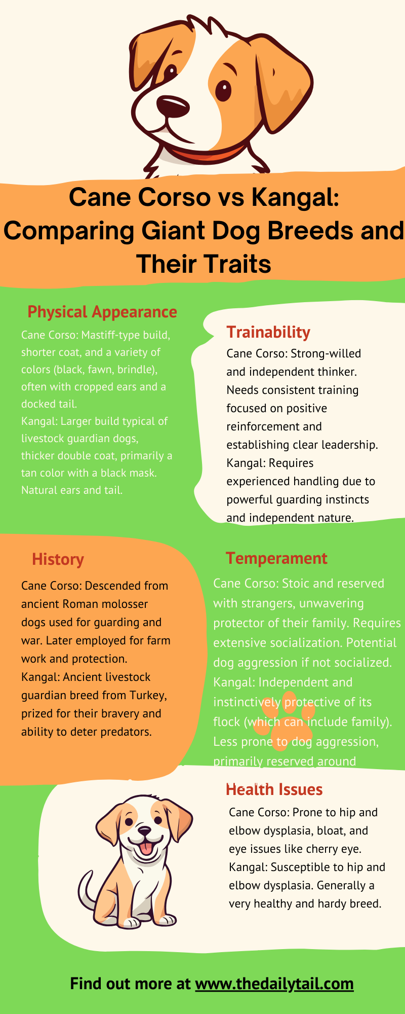 cane corso vs kangal infographic