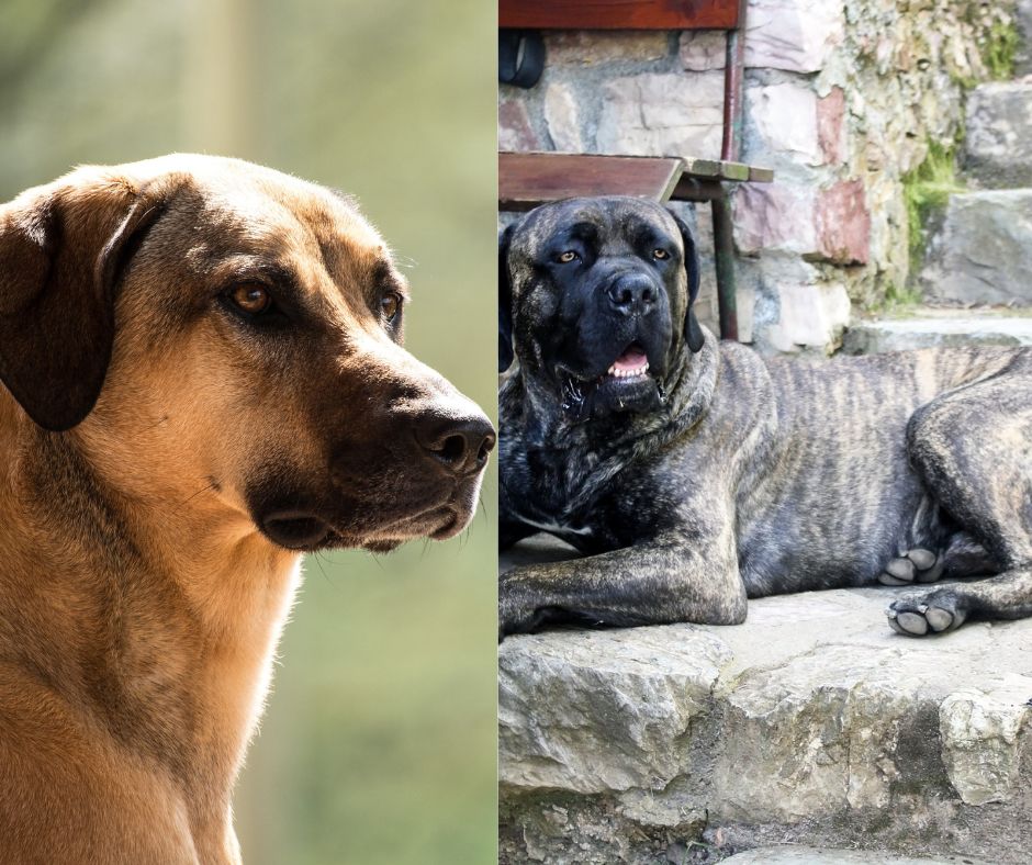 cane corso vs kangal