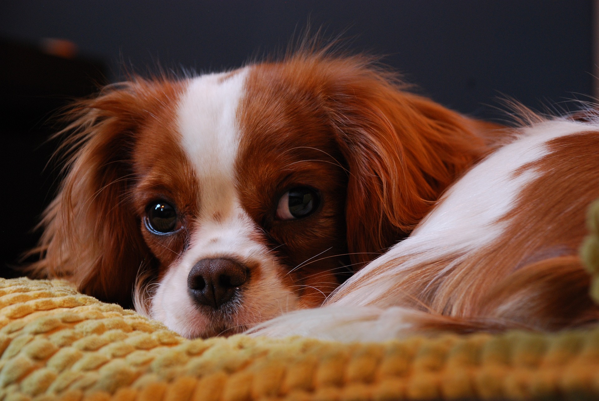 cavalier king charles spaniel 5970434 1920