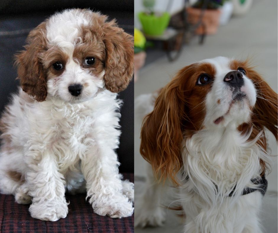 cavalier king charles spaniel vs cavapoo