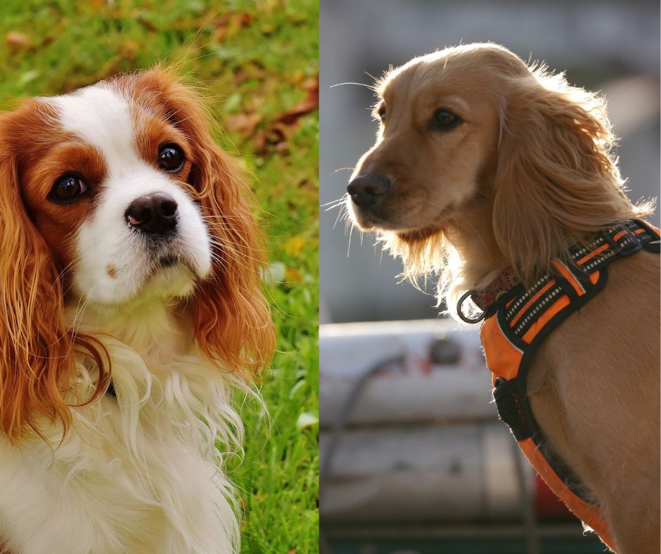 cavalier king charles spaniel vs cocker spaniel