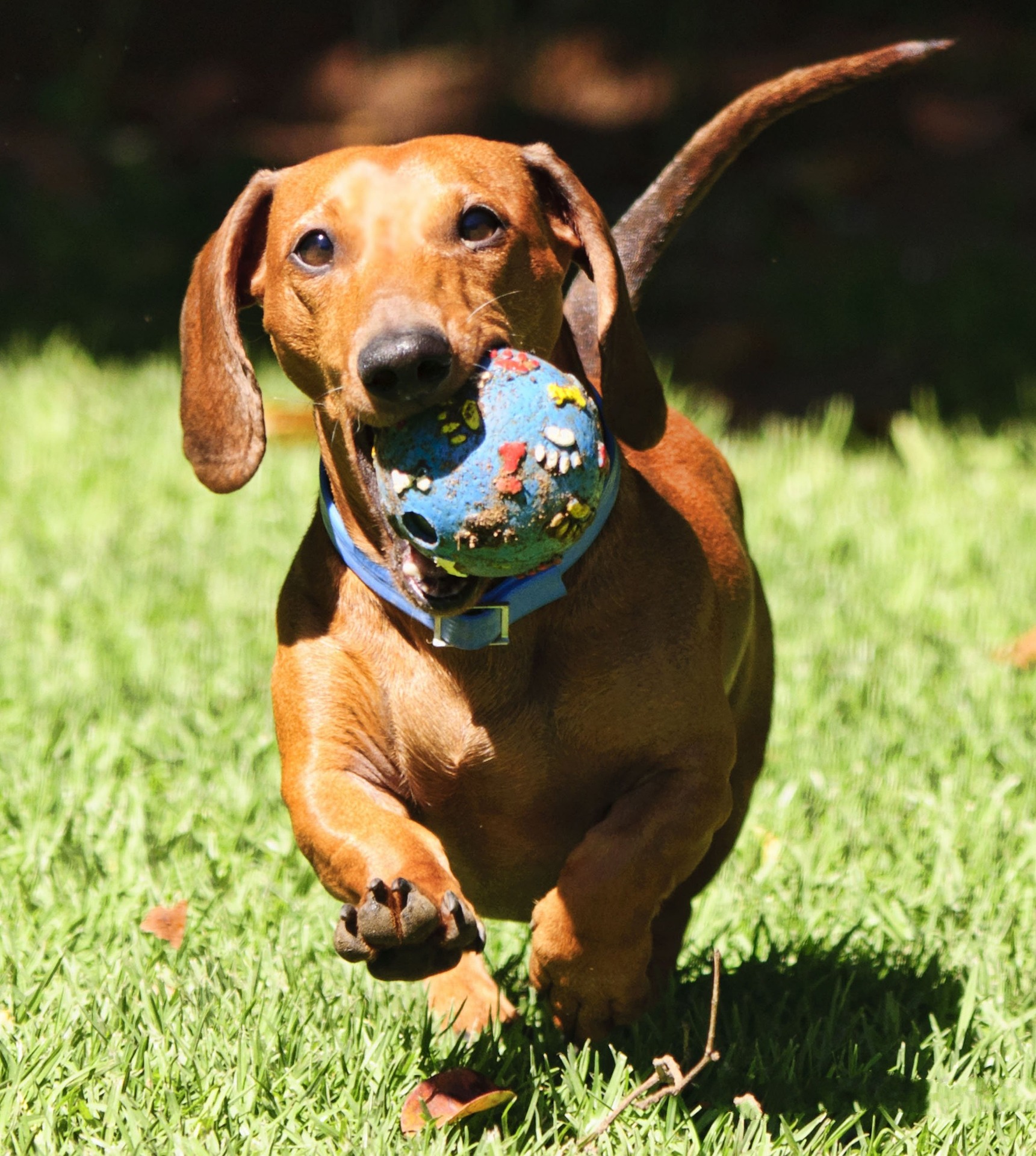 dachshund 2801454 1920