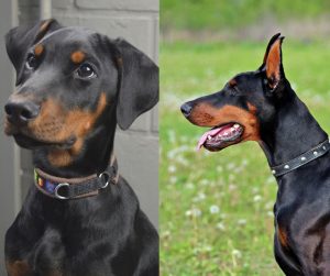 doberman pincher vs doberman