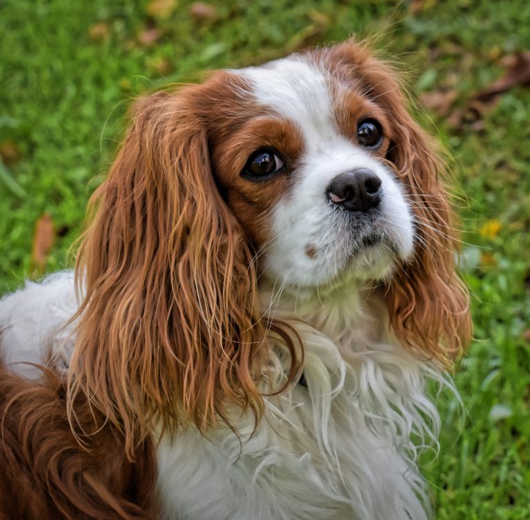 rare cavalier king charles spaniel colors