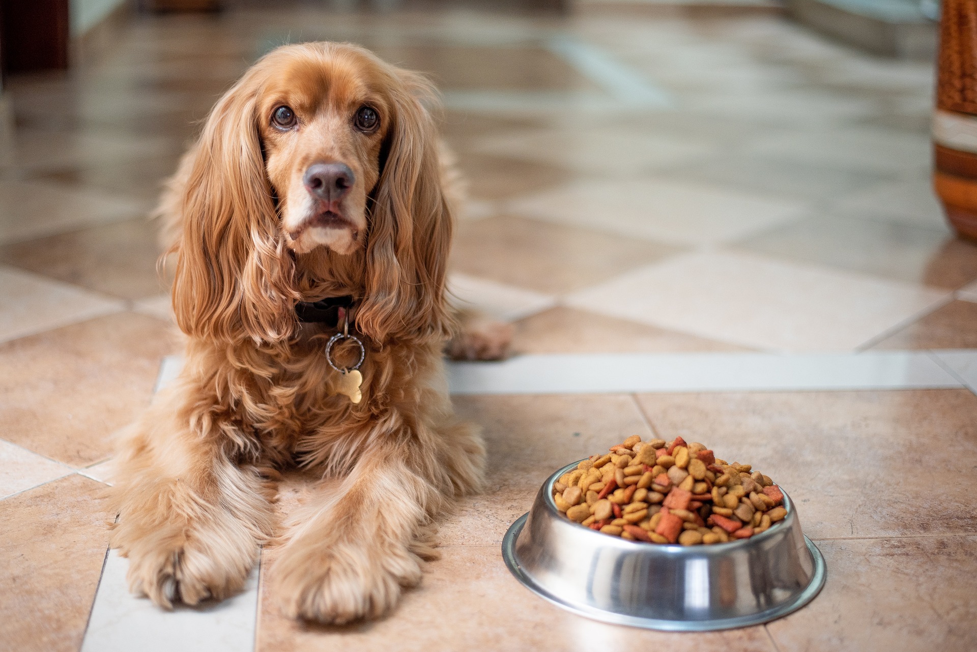 english cocker spaniel 5937760 1920