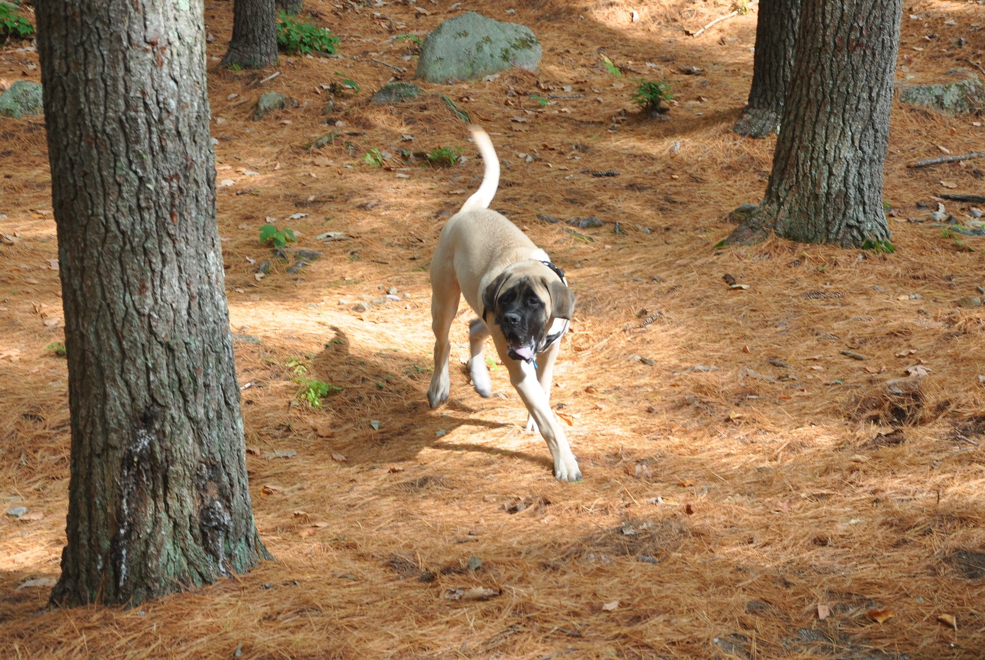 english mastiff 489185 1920