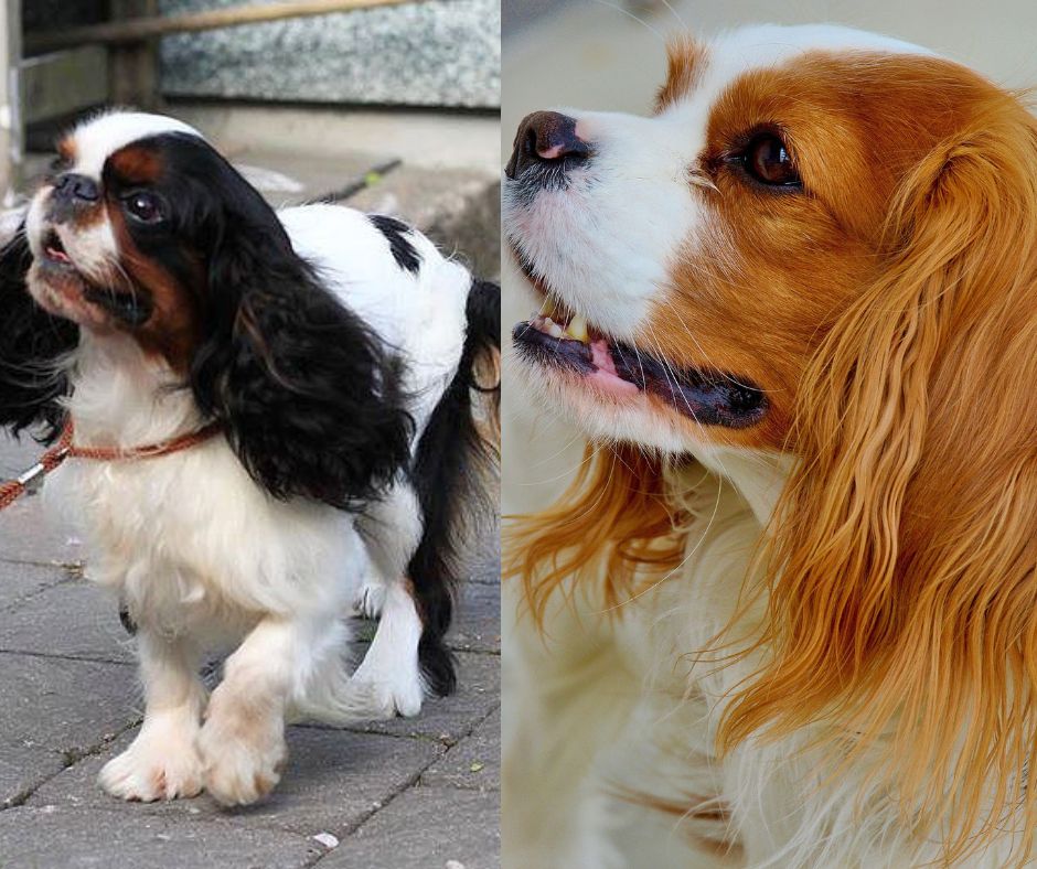 english toy spaniel vs cavalier king charles spaniel