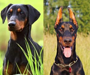 german pincher vs doberman