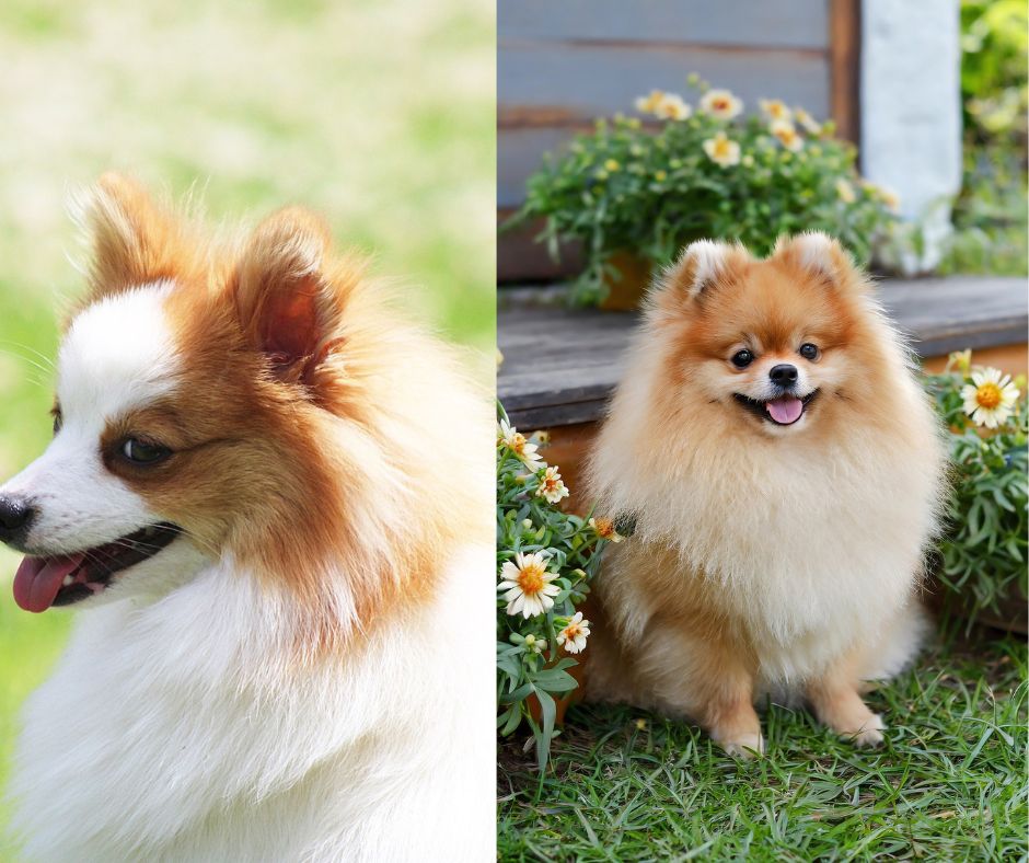 german spitz vs pomeranian 1