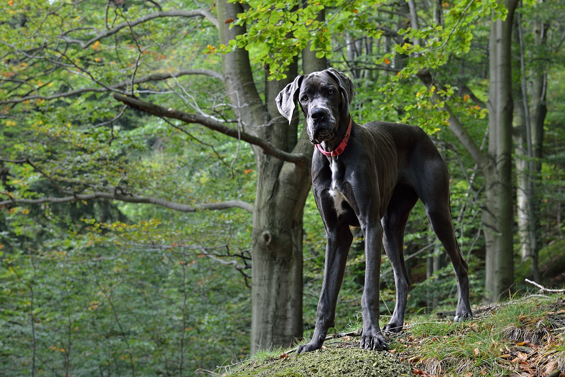 great dane 2793816 1920