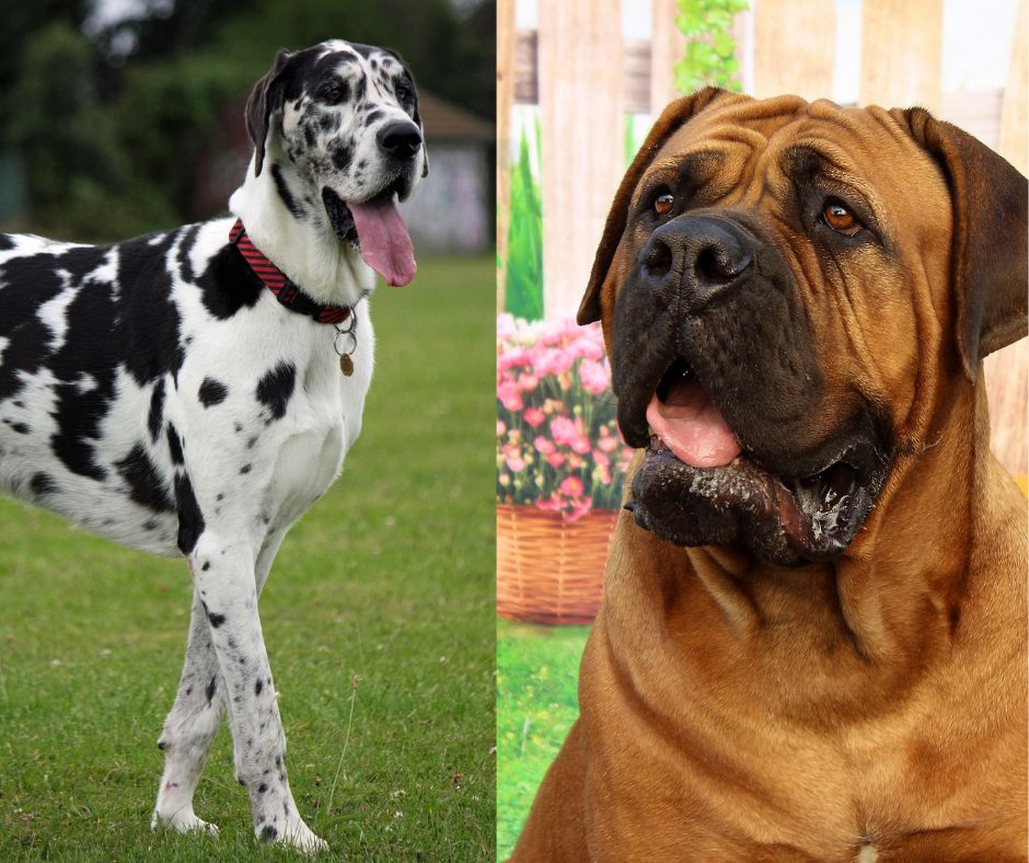 great dane vs mastiff