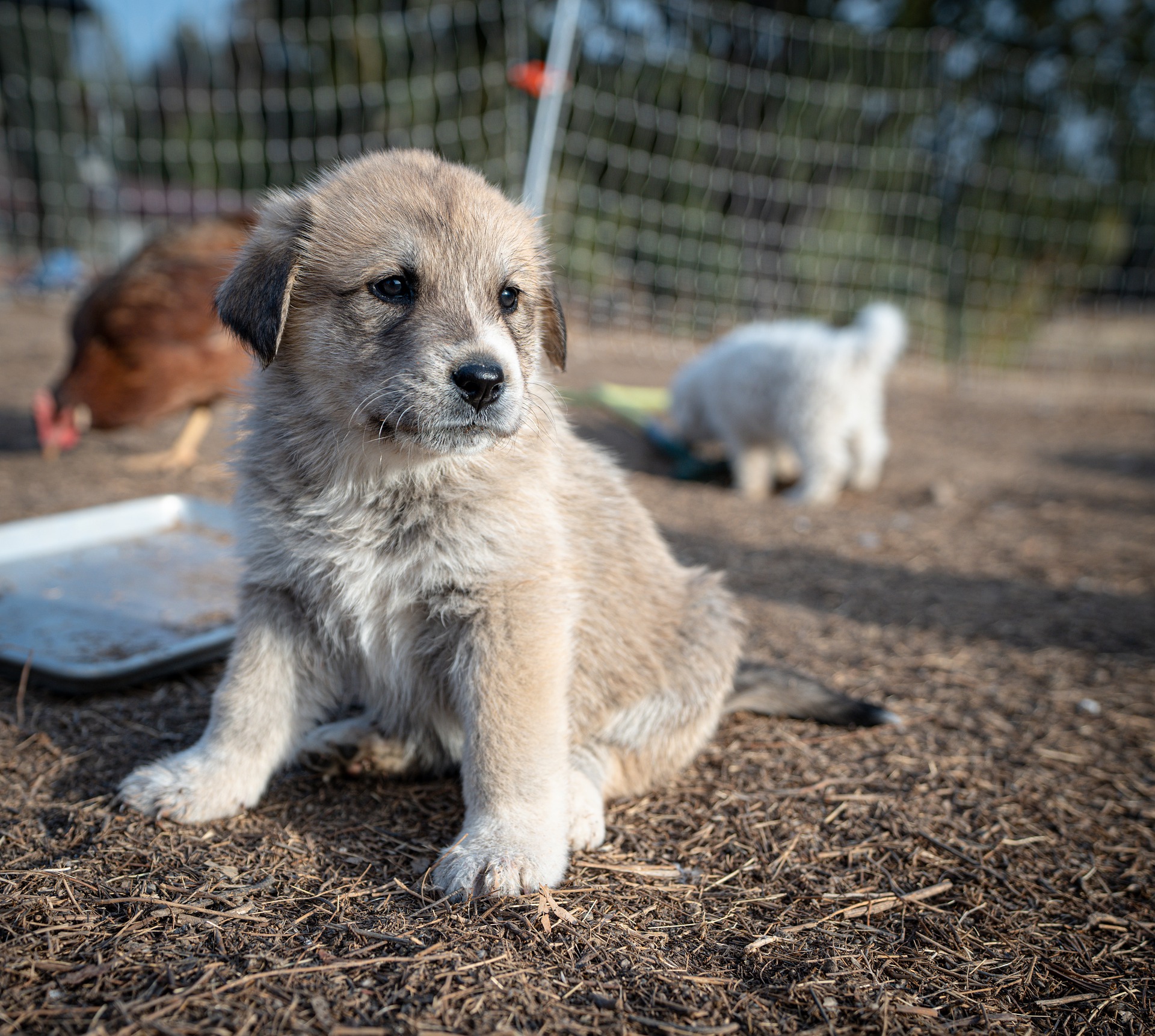 great pyrenees 7617750 1920