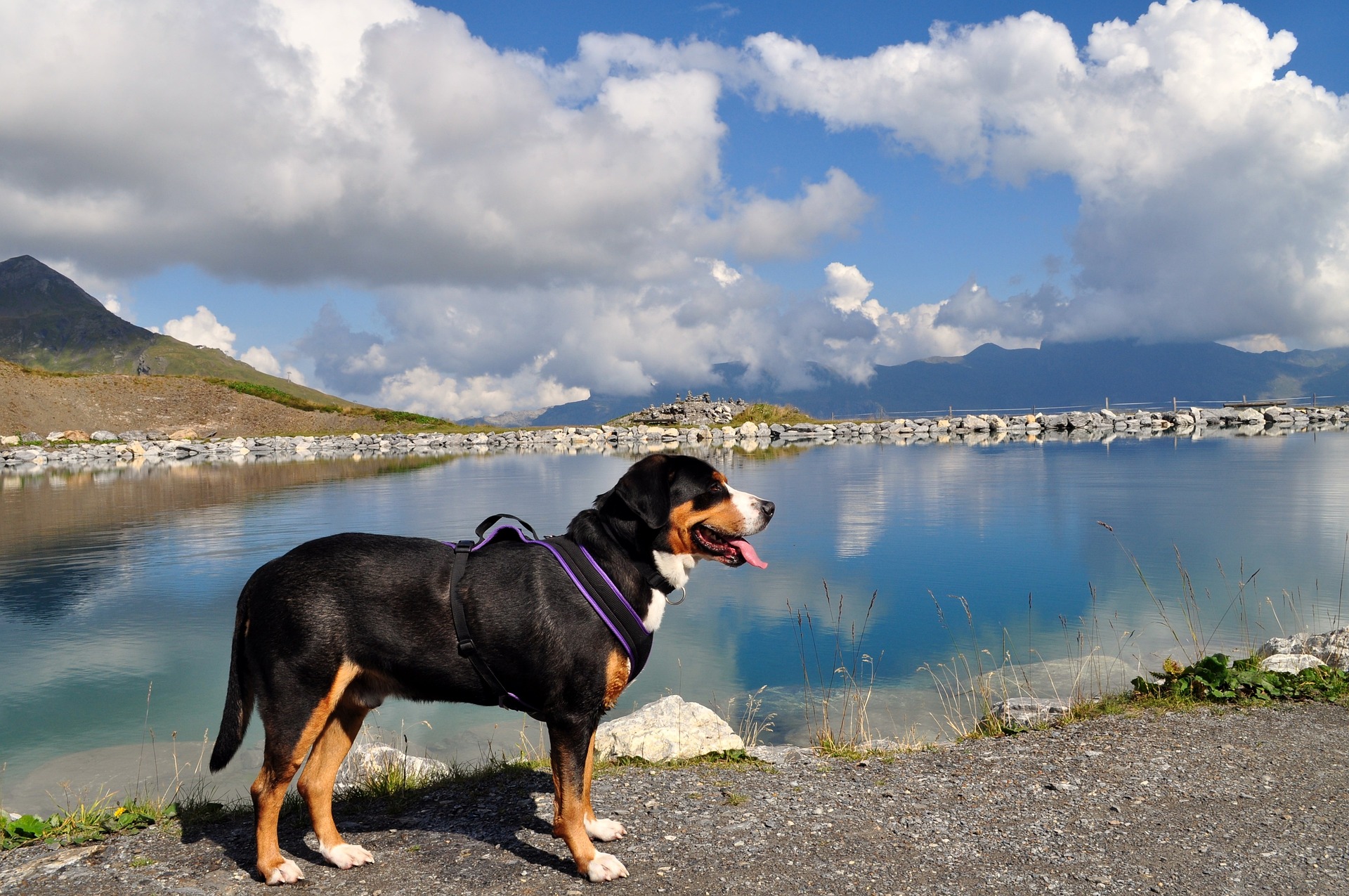 great swiss mountain dog 2315120 1920