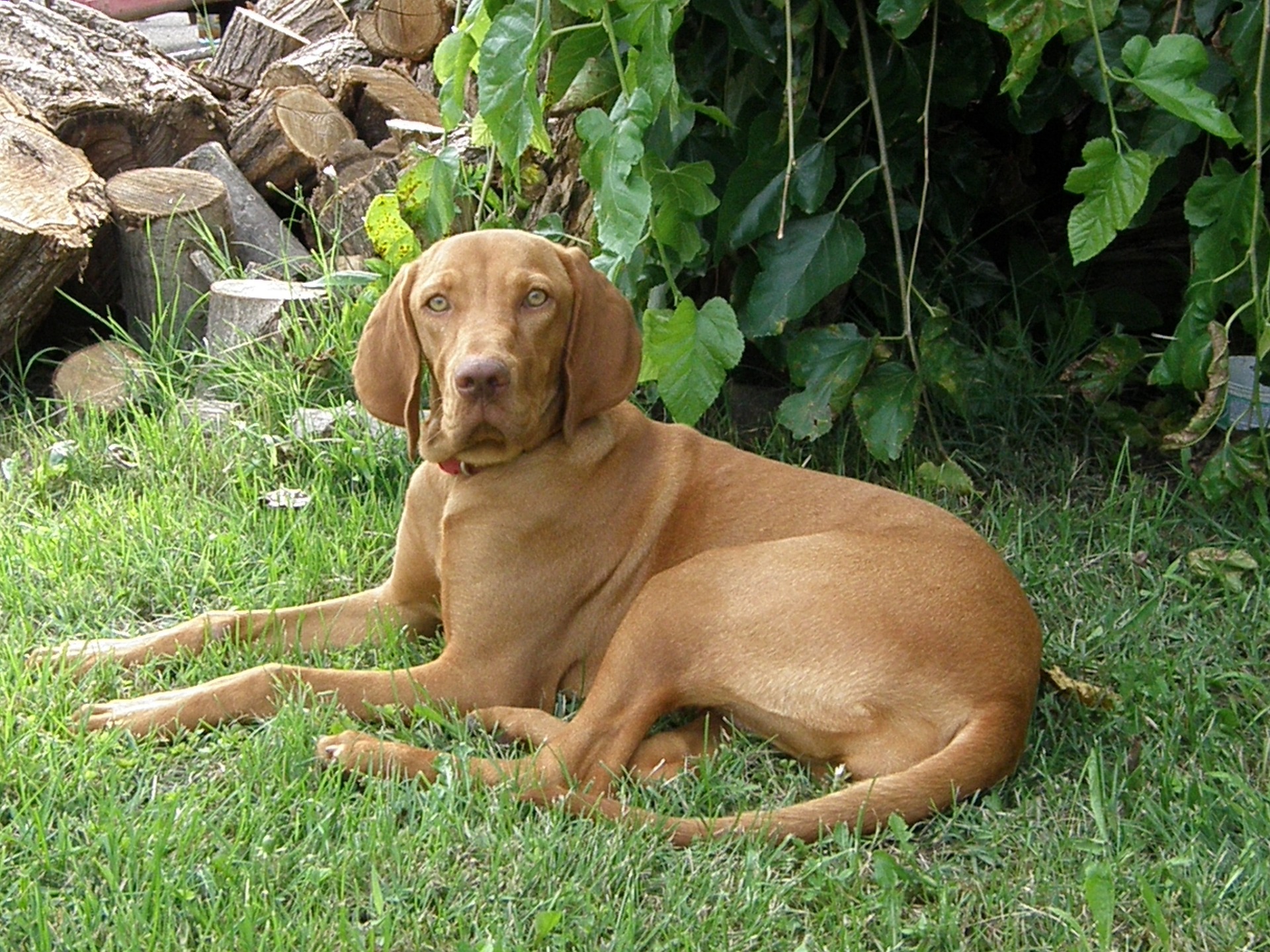 hungarian vizsla 2116408 1920