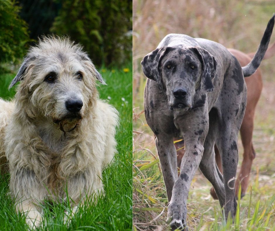 irish wolfhound vs great dane size