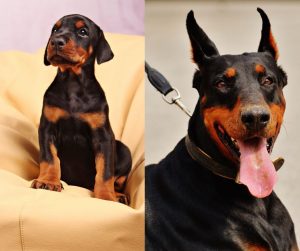 miniature pincher vs doberman