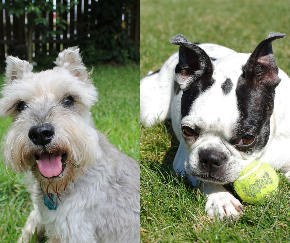 miniature schnauzer vs boston terrier