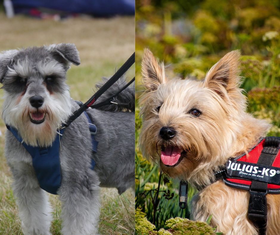 miniature schnauzer vs cairn terrier