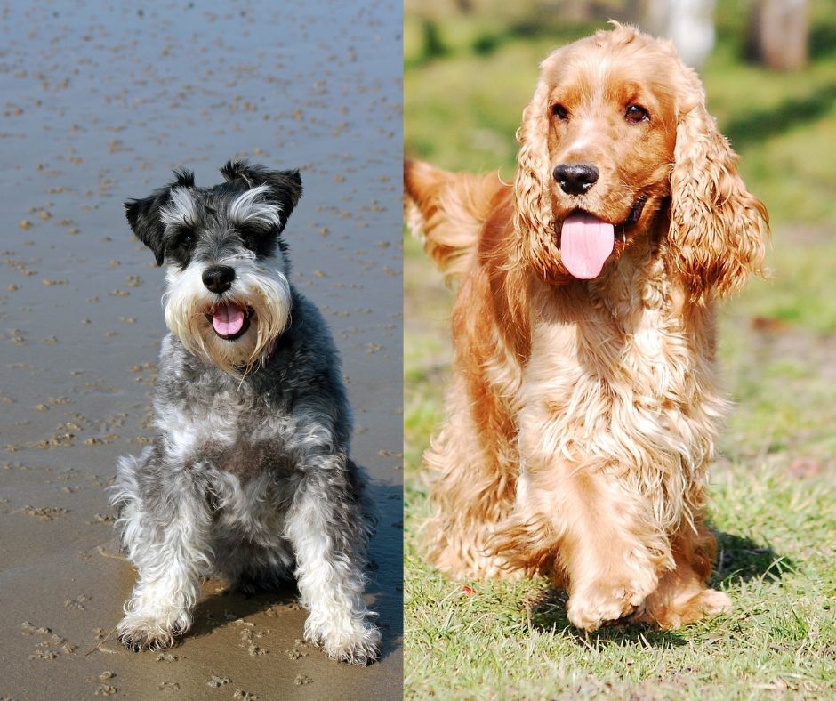 miniature schnauzer vs cocker spaniel